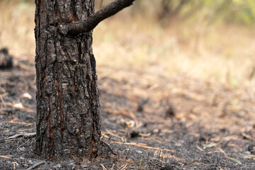 Forest after a fire, the remains of coniferous trees after a strong fire. Burnt pine trunk...