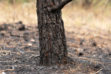 Forest after a fire, the remains of coniferous trees after a strong fire. Burnt pine trunk close-up. High quality photo