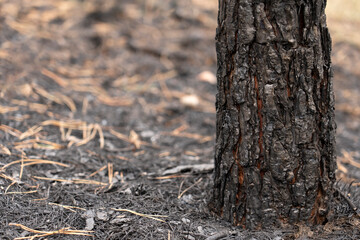Forest after a fire, the remains of coniferous trees after a strong fire. Burnt pine trunk close-up. High quality photo