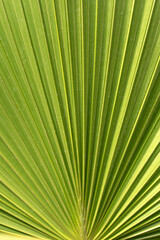 Green bali style template background, exotic tropical wall with green palm and banana leaves