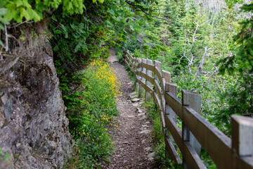 vue sur une piste de randonnée avec une clôture en bois dans la forêt en été avec du feuillage vert