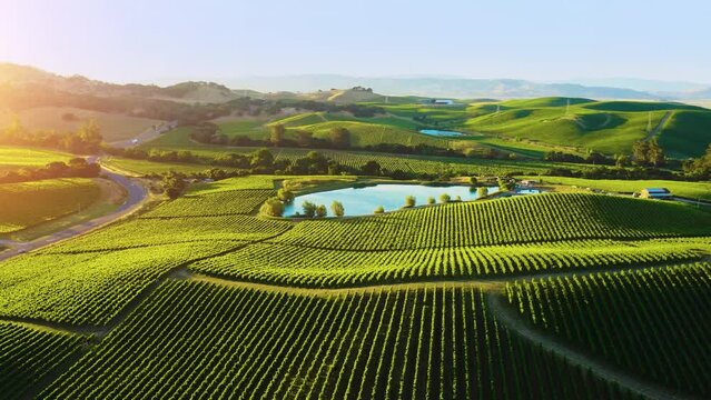 Aerial view of Champagne vineyards. Green vineyard rows aerial landscape. Wine making agriculture farm drone sunset view.  