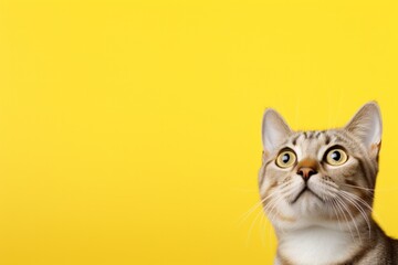 Curious tabby cat with wide eyes against vibrant yellow background. Animal portrait and humor.