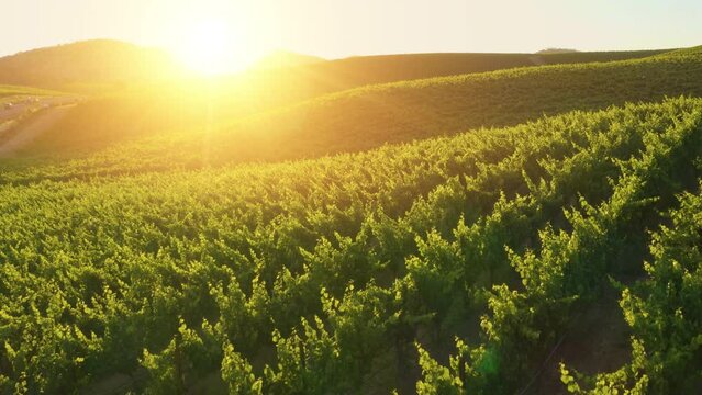 Aerial view of Champagne vineyards. Green vineyard rows aerial landscape. Wine making agriculture farm drone sunset view.  