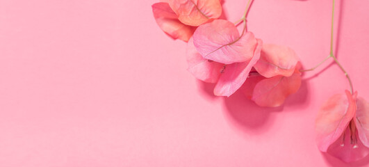 Bougainvillea pink flowers background, border design. Beautiful nature spring backdrop with...