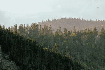 vue sur des collines avec des sapins verts en été lors d'un coucher de soleil brumeux
