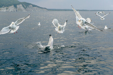 mouettes au plumage blanc en train de chasser au dessus d'un point d'eau