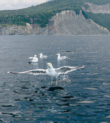 oiseau au plumage blanc et au bout des ailes noires en train de prendre son envol au dessus de l'eau en été