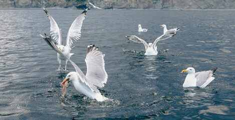 Oiseaux marinx au plumage blanc et au bout des ailes noires en train de pêcher à la surface