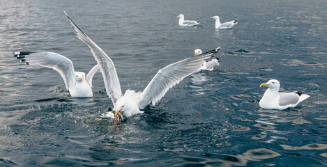 Oiseau marin au plumage blanc et au bout des ailes noires en train de pêcher à la surface avec d'autres oiseaux en train de nager derrière