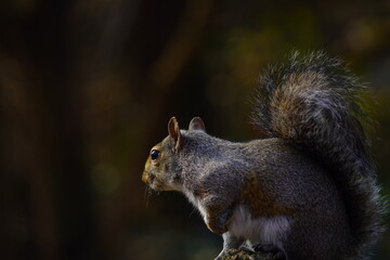 squirrel eating nut