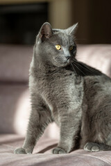 A charming picture of a British or Russian blue shorthair gray cat. The cat's yellow eyes create a striking contrast with its gray fur.