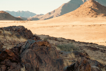 Desert mouse on a rock in Namibia, Naukluft desert and mountains