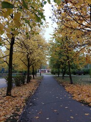 autumn in the park