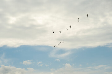 A flock of white seagulls flies over the sea in cloudy weather. Thessaloniki, Greece.