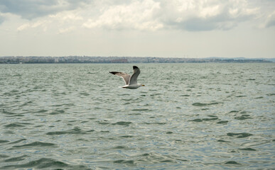 A white seagull flies over the sea in search of food - small sardines. Thessaloniki - Greece.