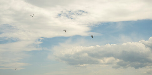 A flock of white seagulls flies over the sea in cloudy weather. Thessaloniki, Greece.
