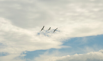 A flock of white seagulls flies over the sea in cloudy weather. Thessaloniki, Greece.
