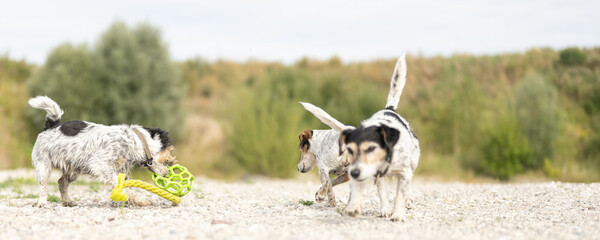 Small Jack Russell Terrier dog with its toy outdoors in nature on a stony ground