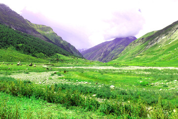Obraz premium Landscape with Grass and Mountains