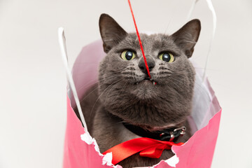 Cute cat with a red tie in a pink bag holding a red string in his teeth