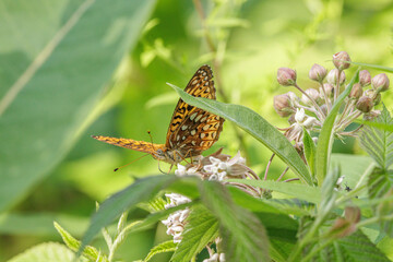 Atlantis Fritillary, Argynnis atlantis, nectaring on Common Milkweed, Asclepias syriaca