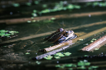 The reflective frog