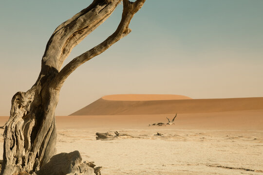 Dead tree and Big Papa Dune in Namibia, Sossusvlei national park 