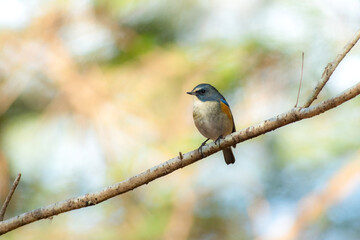 公園や雑木林で冬に見られる身近な美しい青い鳥、ルリビタキ