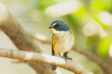 公園や雑木林で冬に見られる身近な美しい青い鳥、ルリビタキ