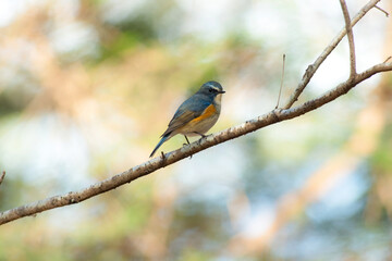 公園や雑木林で冬に見られる身近な美しい青い鳥、ルリビタキ
