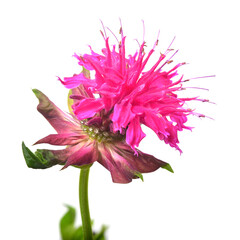 Pink monarda flower isolated on white background. Mint leaves, medicinal plant