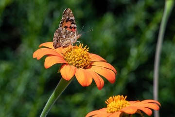 Close up of a Painted lady (vanessa cardui) butterfly pollinating a Mexican sunflower
