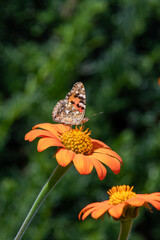 Close up of a Painted lady (vanessa cardui) butterfly pollinating a Mexican sunflower