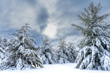 Snow covered Evergreen Trees after a winter snowfall in Wisconsin