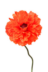 Red flower poppy isolated on a white background. Flat lay, top view