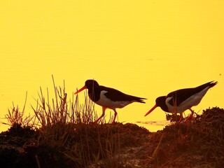 Austernfischer im Sonnenuntergang