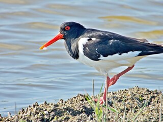 Austernfischer am Boden