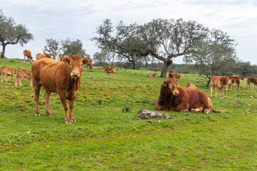 The Nobility of Limousin: A Resting Bull, the Herd in Harmony.