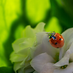 Red ladybug on white flowers and green background
