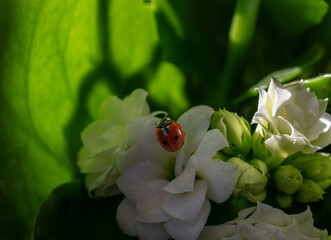 Obraz na płótnie Canvas Red ladybug on white flowers and green background