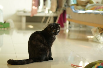 Black scottish fold cat