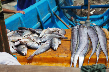 Fresh fish on the boat for sale at the fish market in Indonesia
