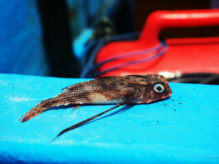 Fish on a blue fishing boat in the Hindia sea, Indonesia