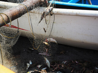Fishing boat with catch of crayfish and prawns