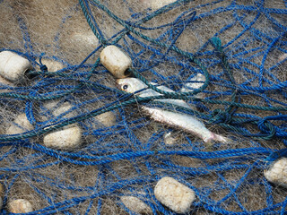 Fishing net with sprats on the beach. Close up.