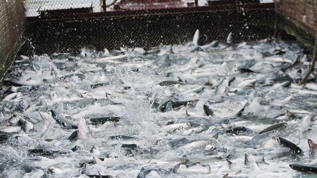 A slow motion shot of pink salmon splashing in a fishing net