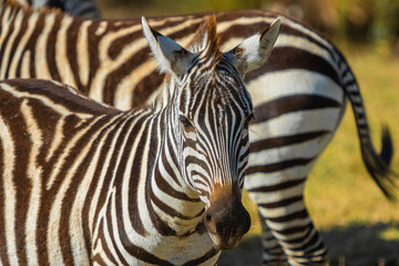 Zebra Close Up in Masai Mara - Wildlife Photography Kenya