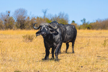 Buffalo in the Field - Wildlife Photography Kenya