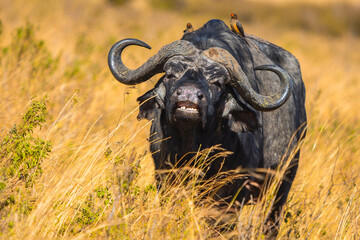 Cape Buffalo in Masai Mara - Wildlife Photography Kenya